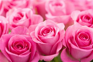 漂亮的粉红色玫瑰特写高清图片