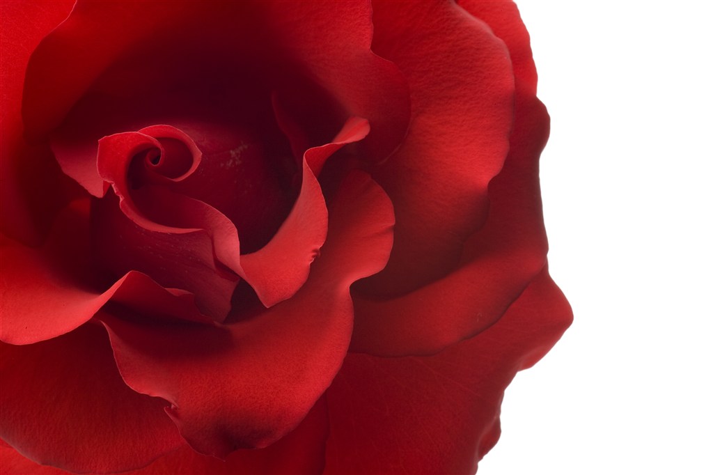 红色盛放的玫瑰花特写高清图片