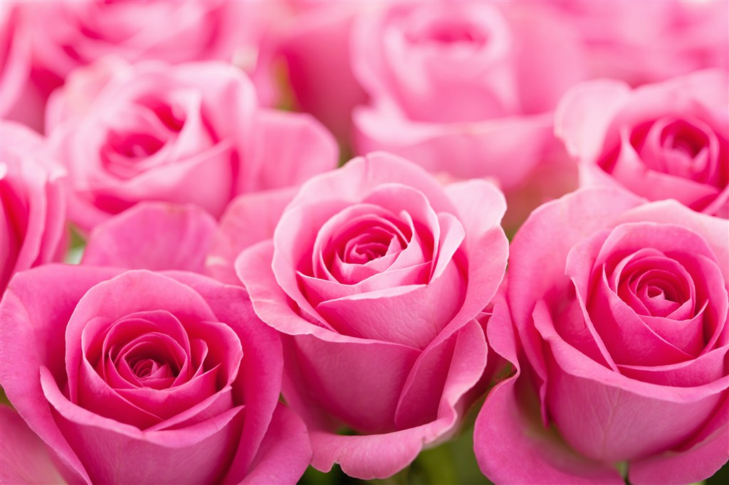 漂亮的粉红色玫瑰特写高清图片