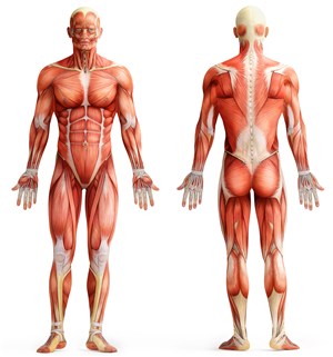 男士正反面肌肉图人体结构图