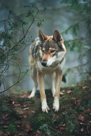 林地野狼图片