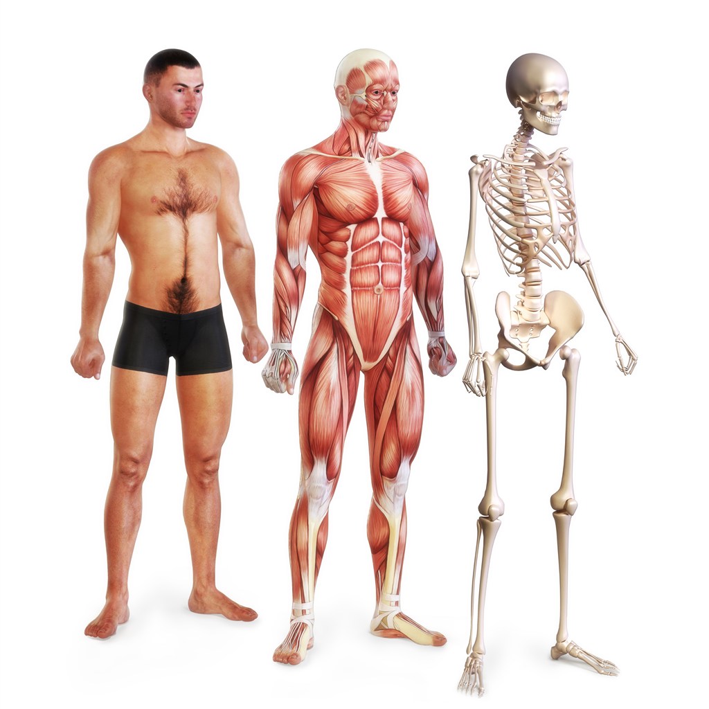 男士骨架肌肉人体结构图
