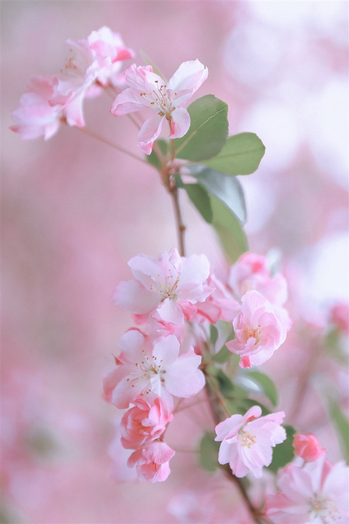 高清特写桃花图片