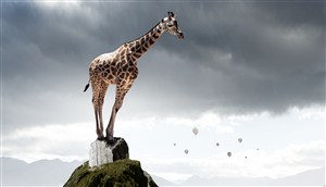 站在山巅的长颈鹿高清图片