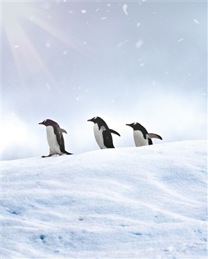 冰天雪地企鹅