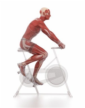 正在才动感单车的人体结构图片
