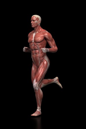 黑色背景男士跑步肌肉图人体结构图