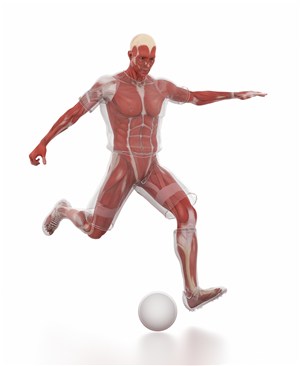 踢足球的男士肌肉图人体结构图