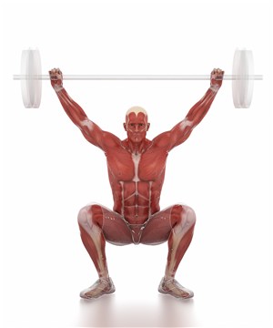 正在举重的男士肌肉图人体结构图