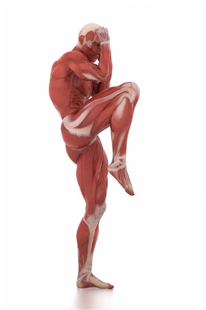 抬腿的男士肌肉图人体结构图