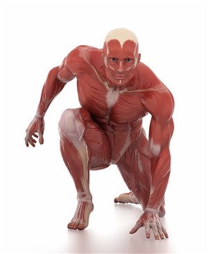 预备跑步姿势的男士肌肉图人体结构图