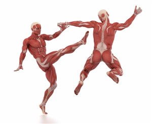 两位男士打架的肌肉图人体结构图