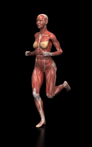女性跑步人体结构图
