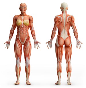 女性正反面肌肉图人体结构图