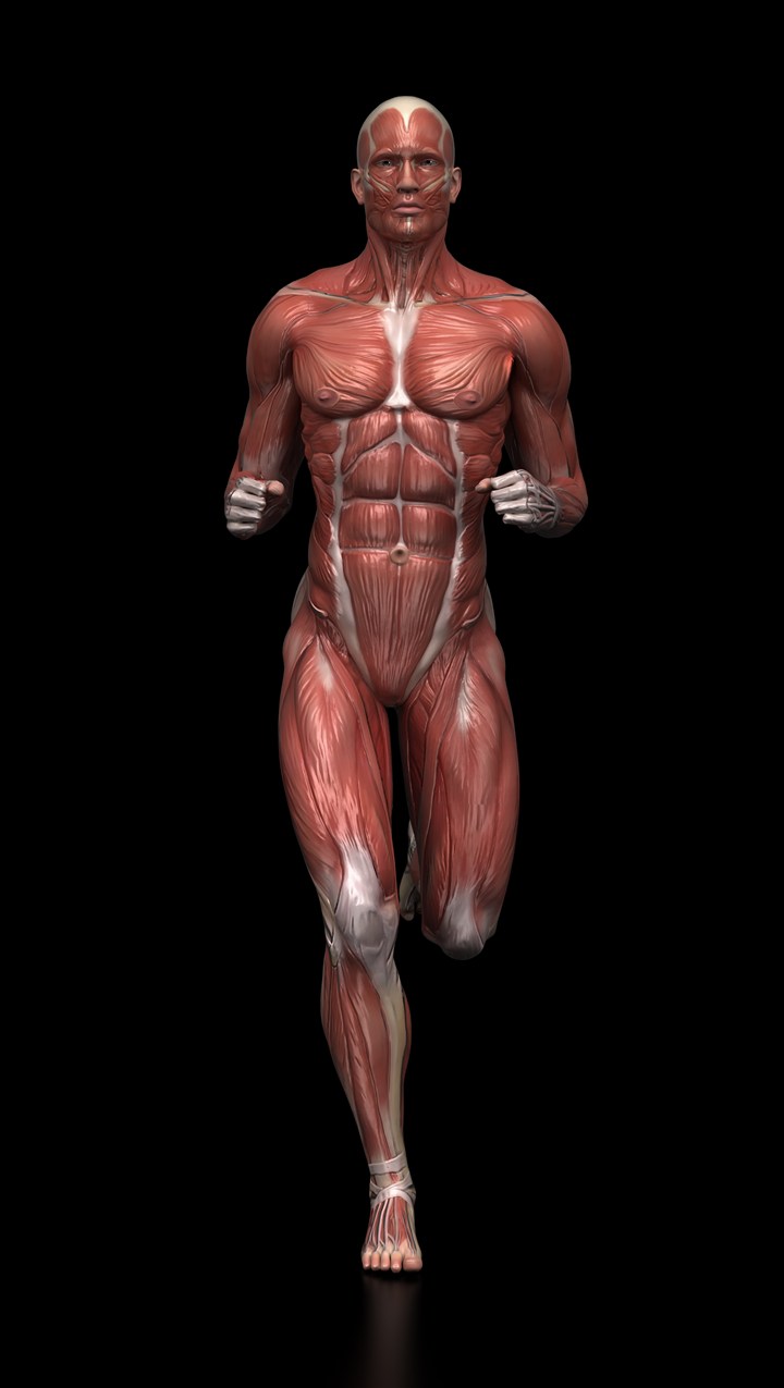 奔跑的男人肌肉图片人体结构图