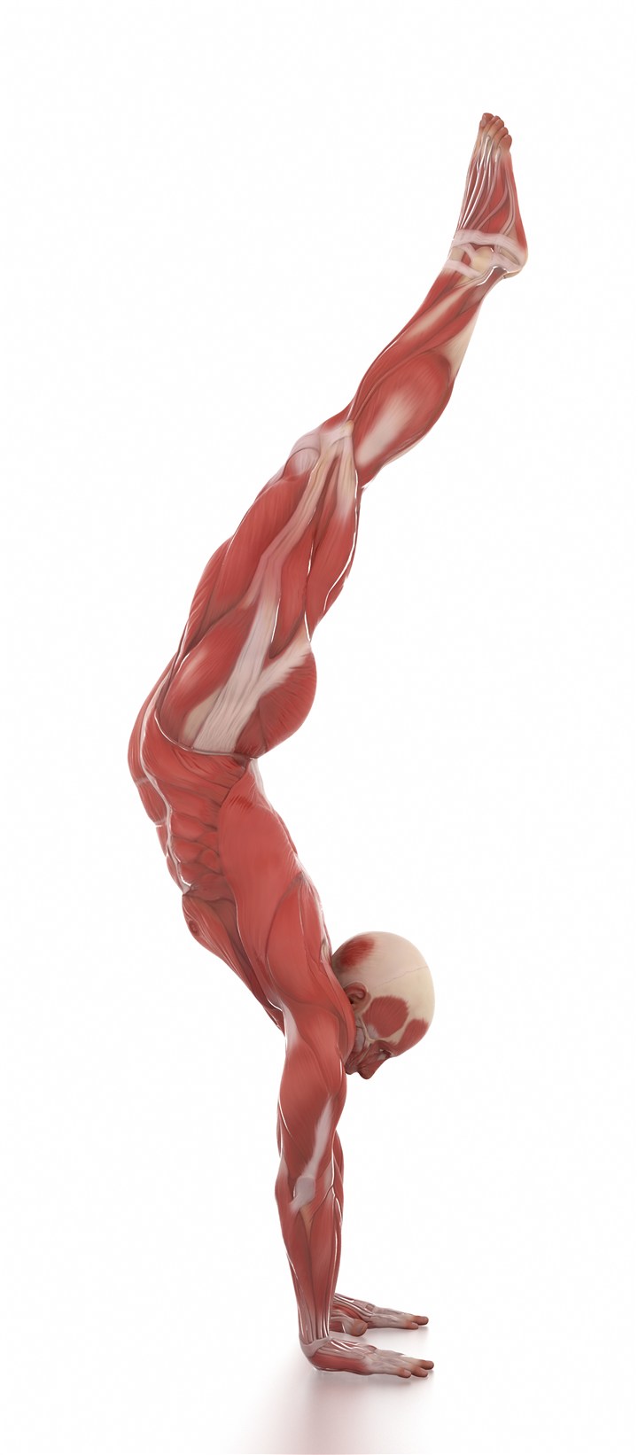 倒立的男士肌肉图人体结构图