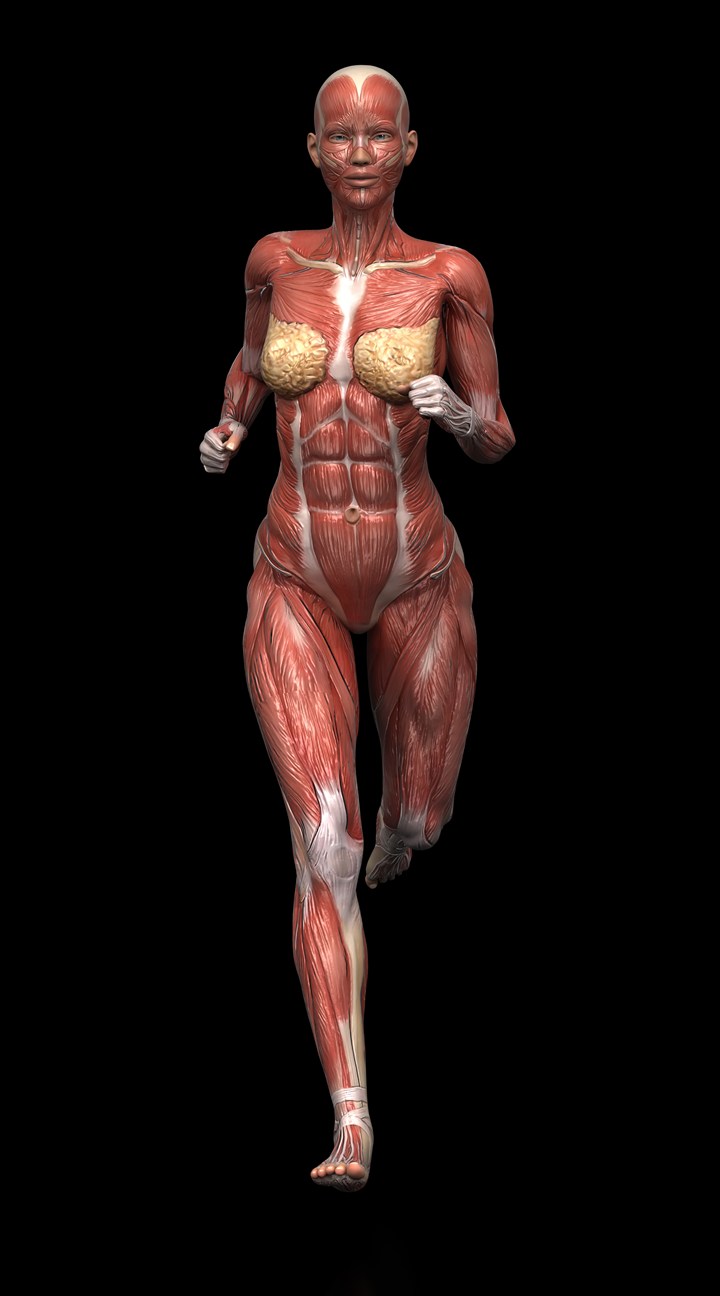 跑步女性肌肉图人体结构图