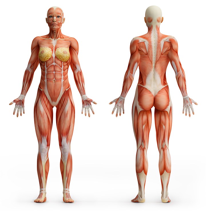 女性肌肉结构图示意图图片