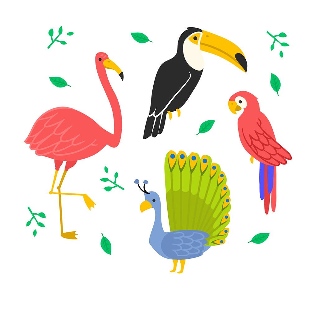 可爱卡通手绘热带鸟类火烈鸟大嘴鸟孔雀鹦鹉儿童插画插图背景