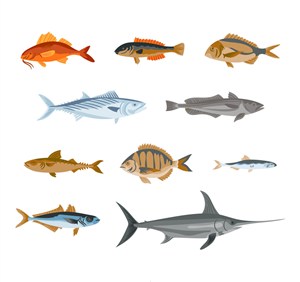 10款彩绘逼真鱼类设计矢量图 