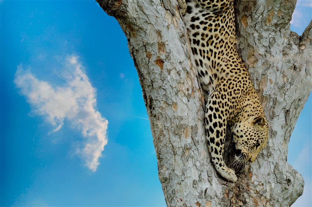 爬树的豹子图片