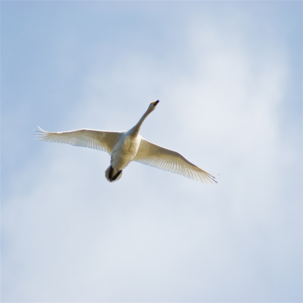 蓝天下飞翔的白色鸟儿高清图片