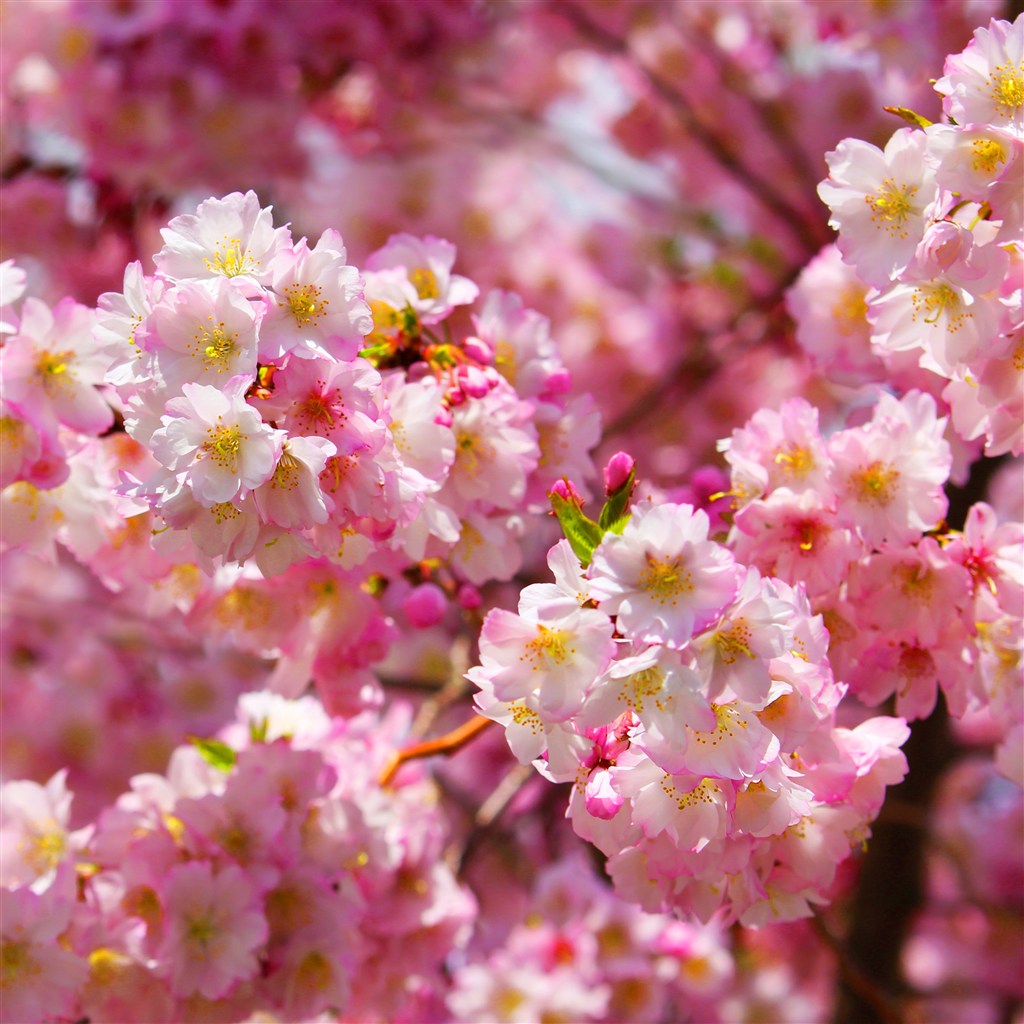 春天桃花盛开特写