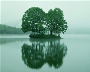 湖中小岛上的树木