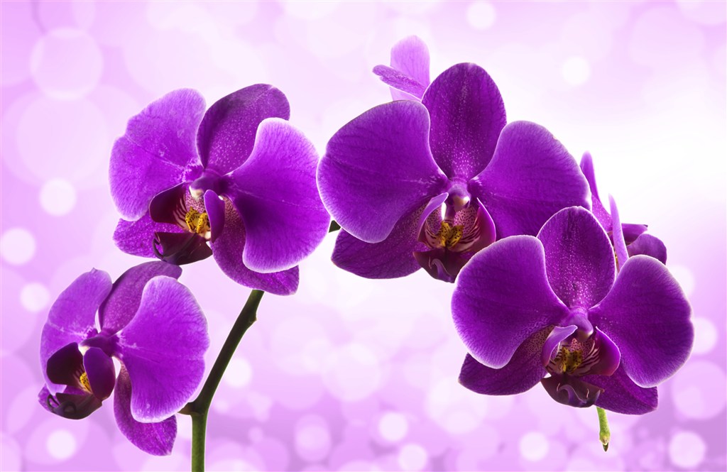 蝴蝶兰花朵紫色星星背景