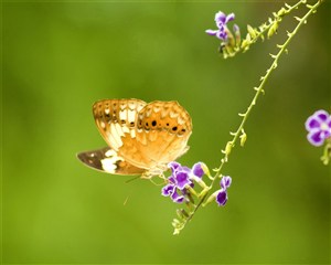 一只蝴蝶停留在蝴蝶兰上的特写