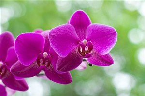 紫红色蝴蝶兰花朵