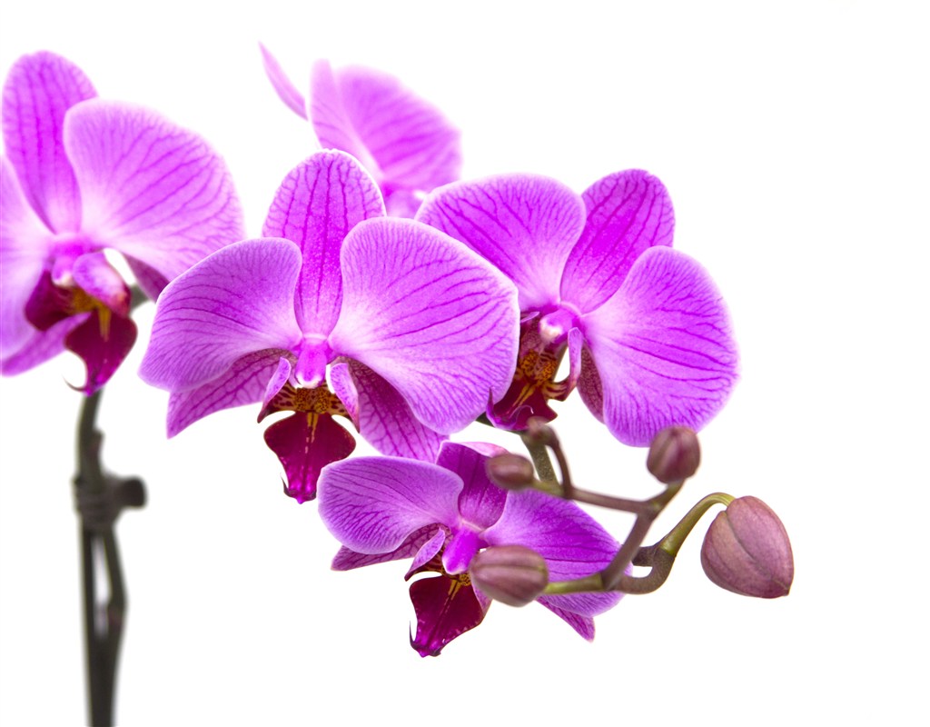 紫色蝴蝶兰白底图