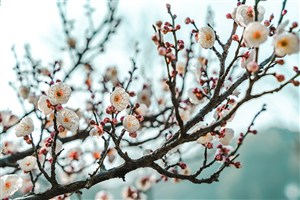 春季鲜花花枝图片