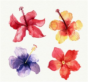 4款水彩绘热带花朵矢量素材