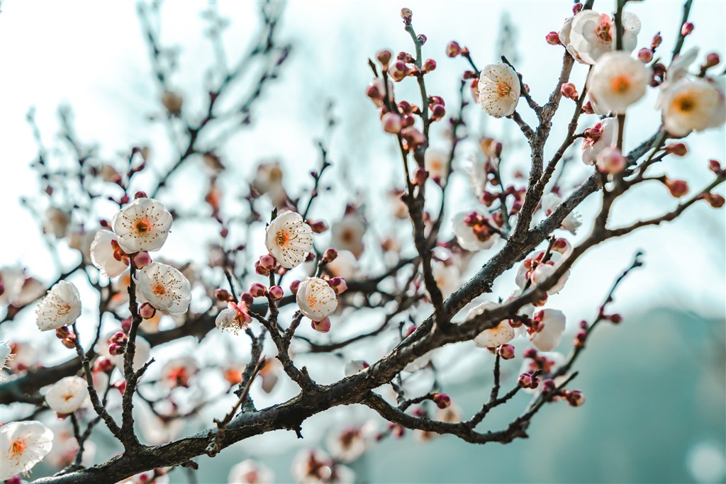 春季鮮花花枝圖片