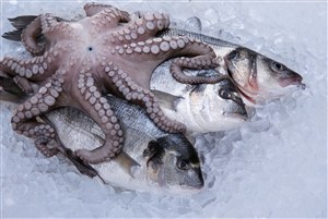 冰块上的海鱼和章鱼高清图片