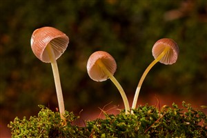 高清小蘑菇图片