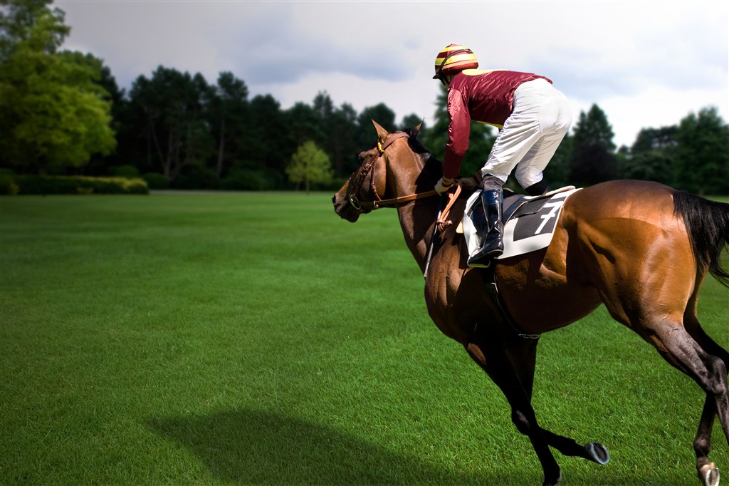 绿色草坪上奔跑的马高清图片