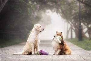 两只可爱的狗狗高清图片
