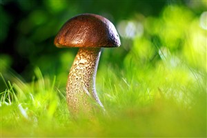 高清草地蘑菇图片