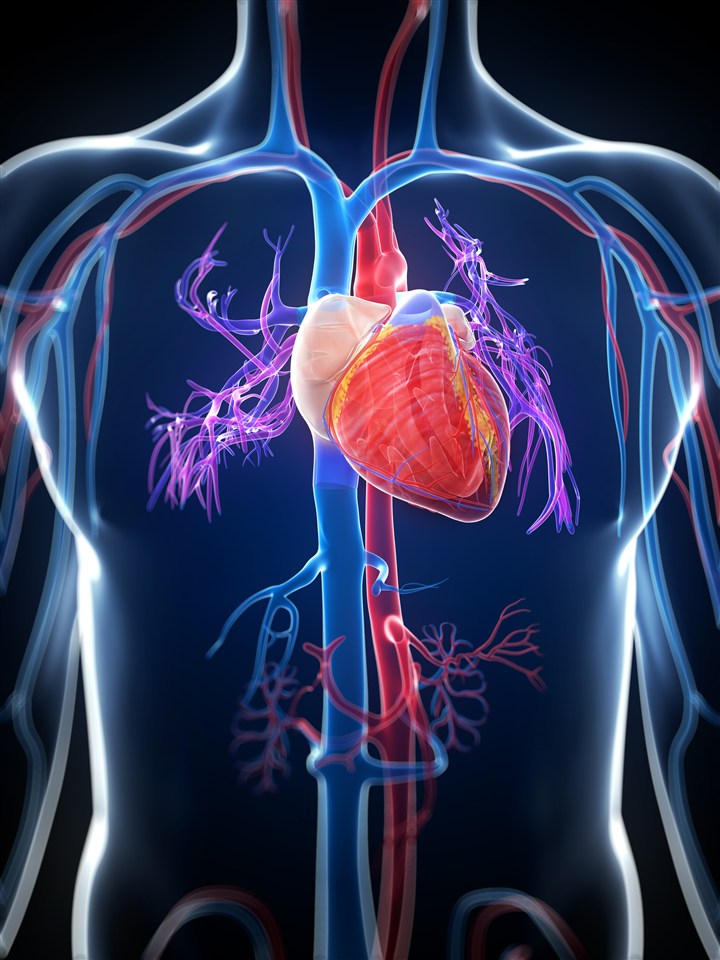 人体心脏血管透视效果高清图片