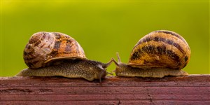 两只有爱的蜗牛高清图片