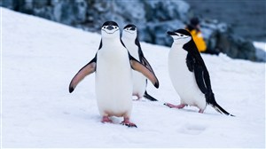 三只可爱企鹅图片