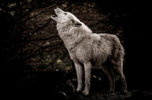 岩石上嚎叫的野生动物狼图片