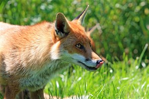 吐舌头的野生动物狐狸图片