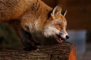 啃木头的野生动物狐狸图片