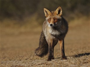 7K高清野生动物狐狸图片
