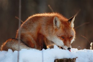 聪明的野生动物狐狸图片