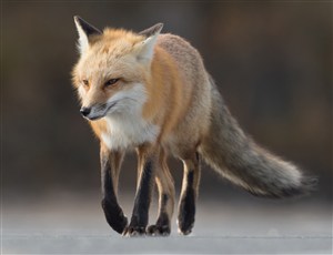 3K高清野生动物狐狸图片