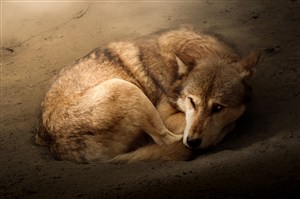 卷缩的野生动物狼图片